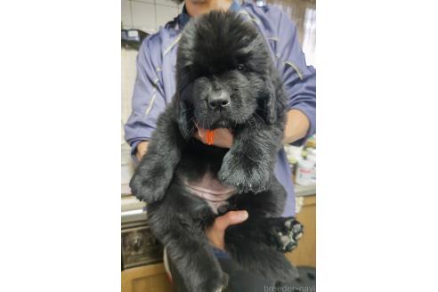 販売中の岡山県のニューファンドランド-392998の5枚目