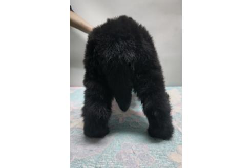 販売中の岡山県のニューファンドランド-392998の4枚目