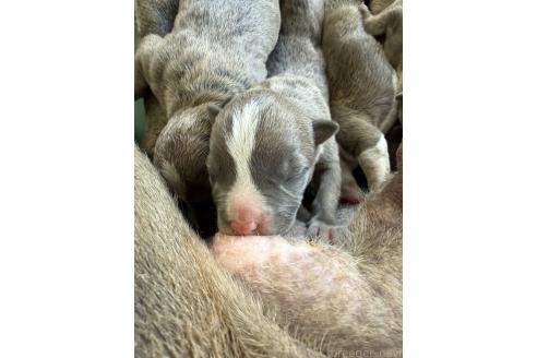 販売中の沖縄県のアメリカンピットブルテリア-396290の2枚目