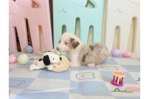 販売中の千葉県のオーストラリアンシェパード-396294の3枚目
