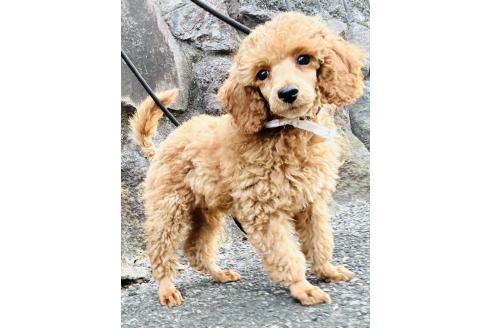 販売中の神奈川県のトイプードル-390475の5枚目