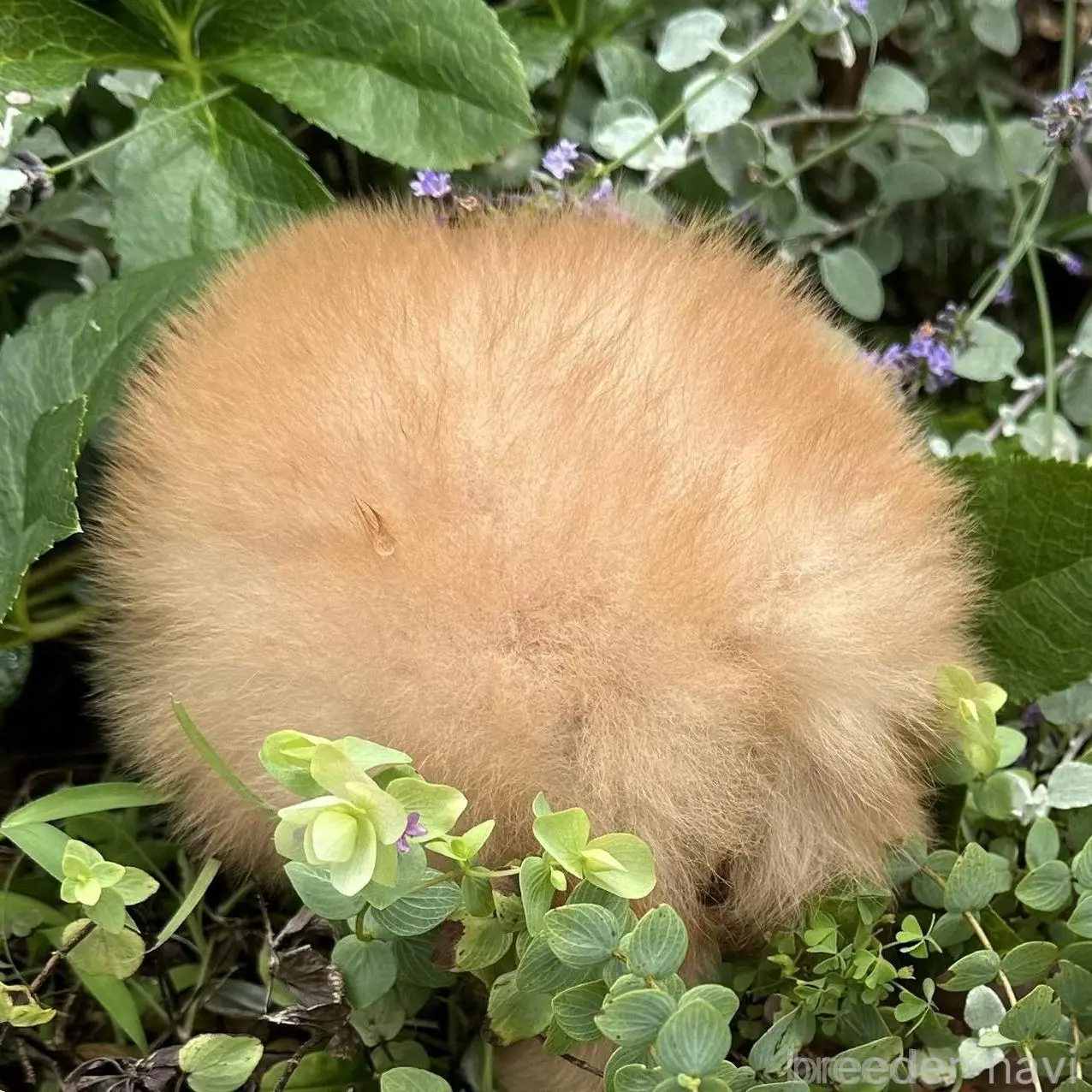 販売中の福岡県のポメラニアン-396300の2枚目