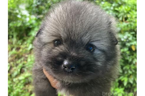 販売中の福島県のミックス犬-394542の2枚目