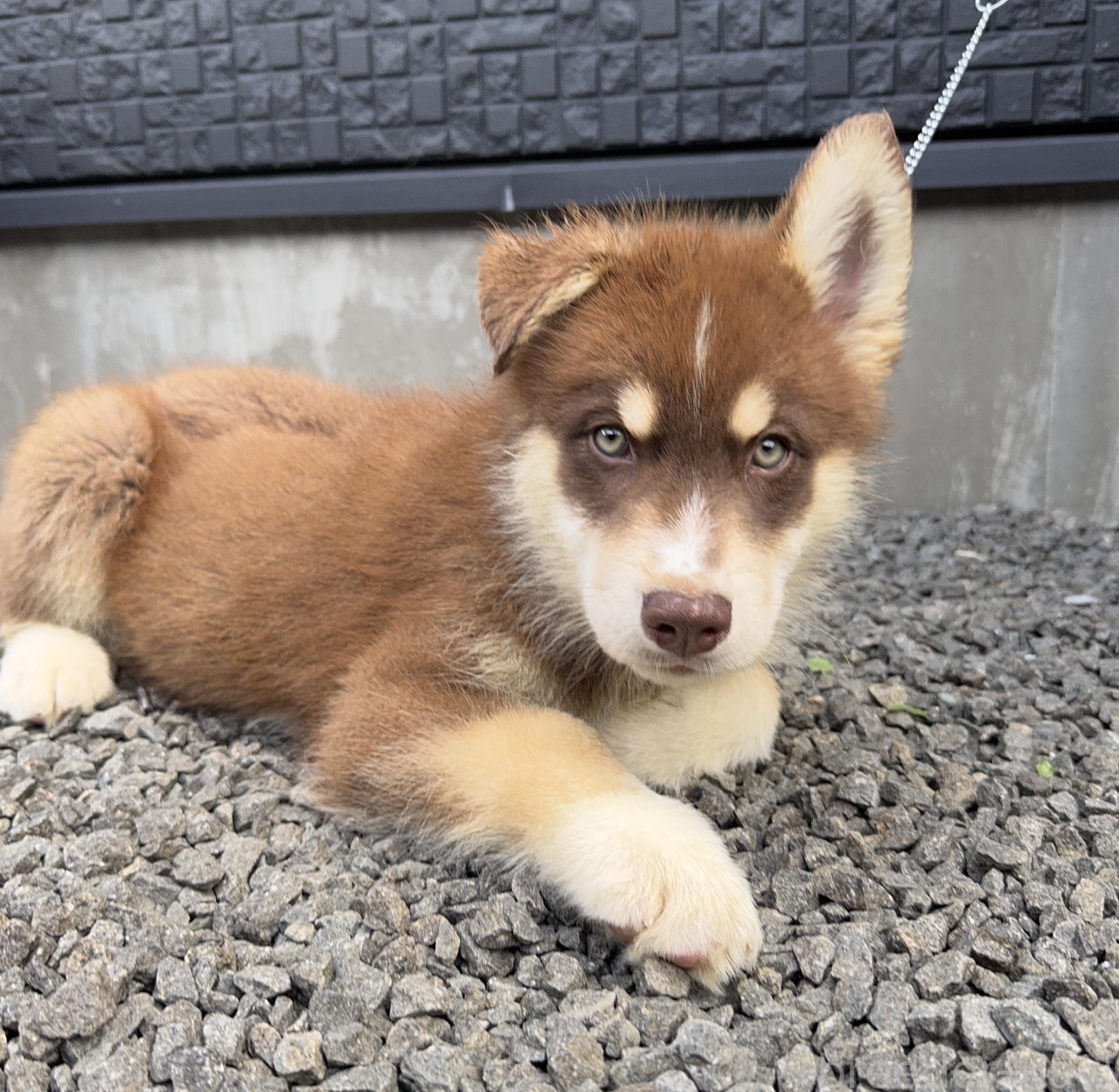 販売中の山梨県のオゥスキー:オーストラリアンシェパード×ハスキー-381505の2枚目