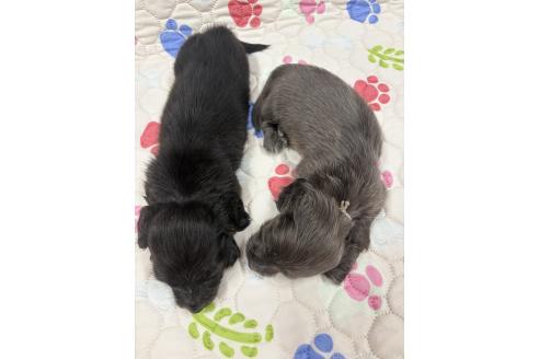 成約済の千葉県のカニンヘンダックスフンド(ロングヘアード)-392128の8枚目