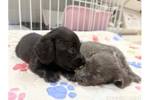成約済の千葉県のカニンヘンダックスフンド(ロングヘアード)-392128の7枚目