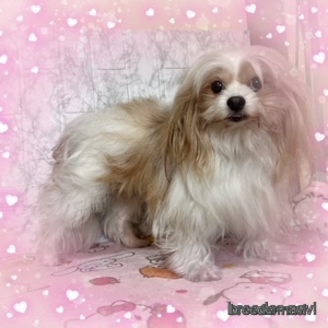 販売中の長野県のミックス犬-386762の1枚目