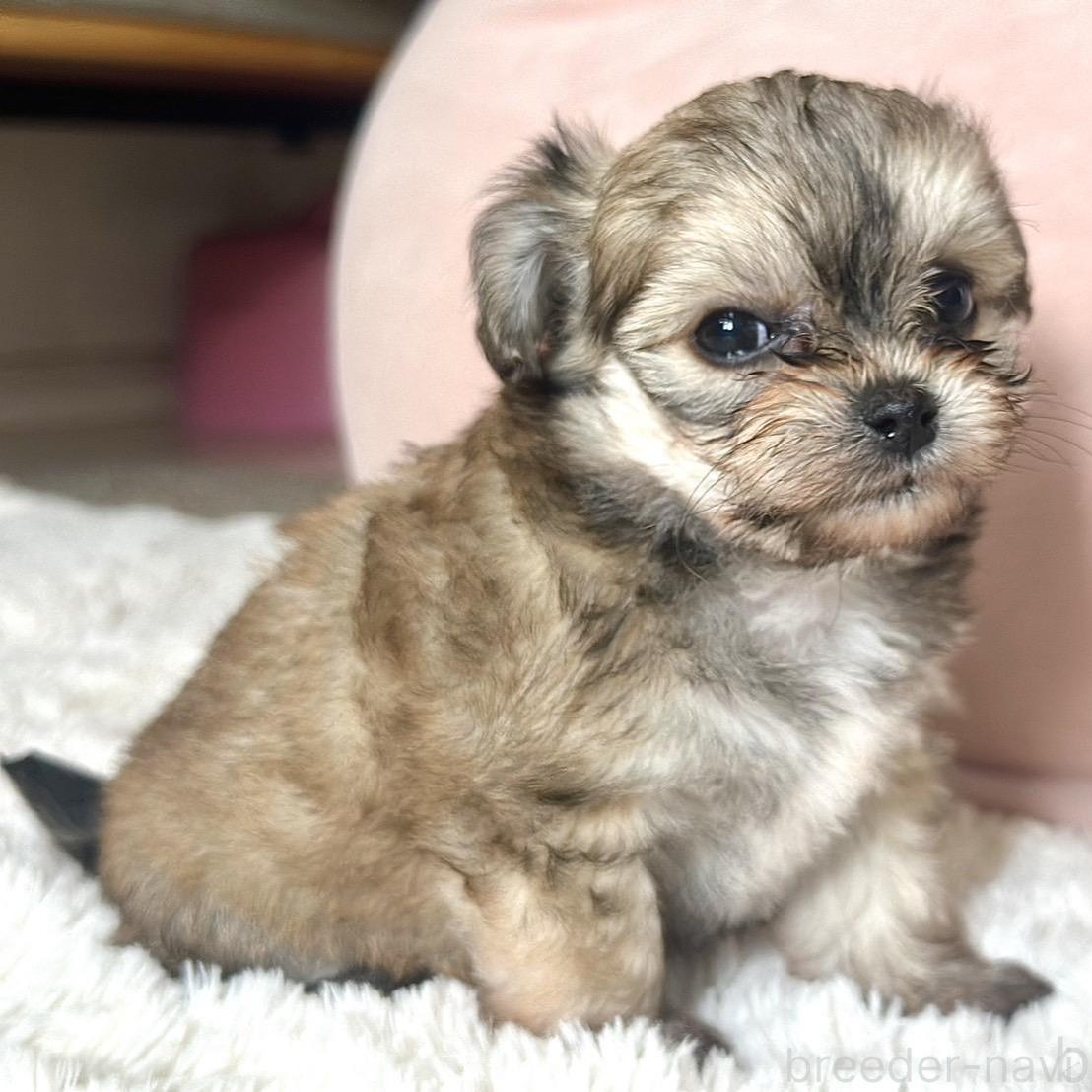 販売中の富山県のミックス犬-396083の6枚目