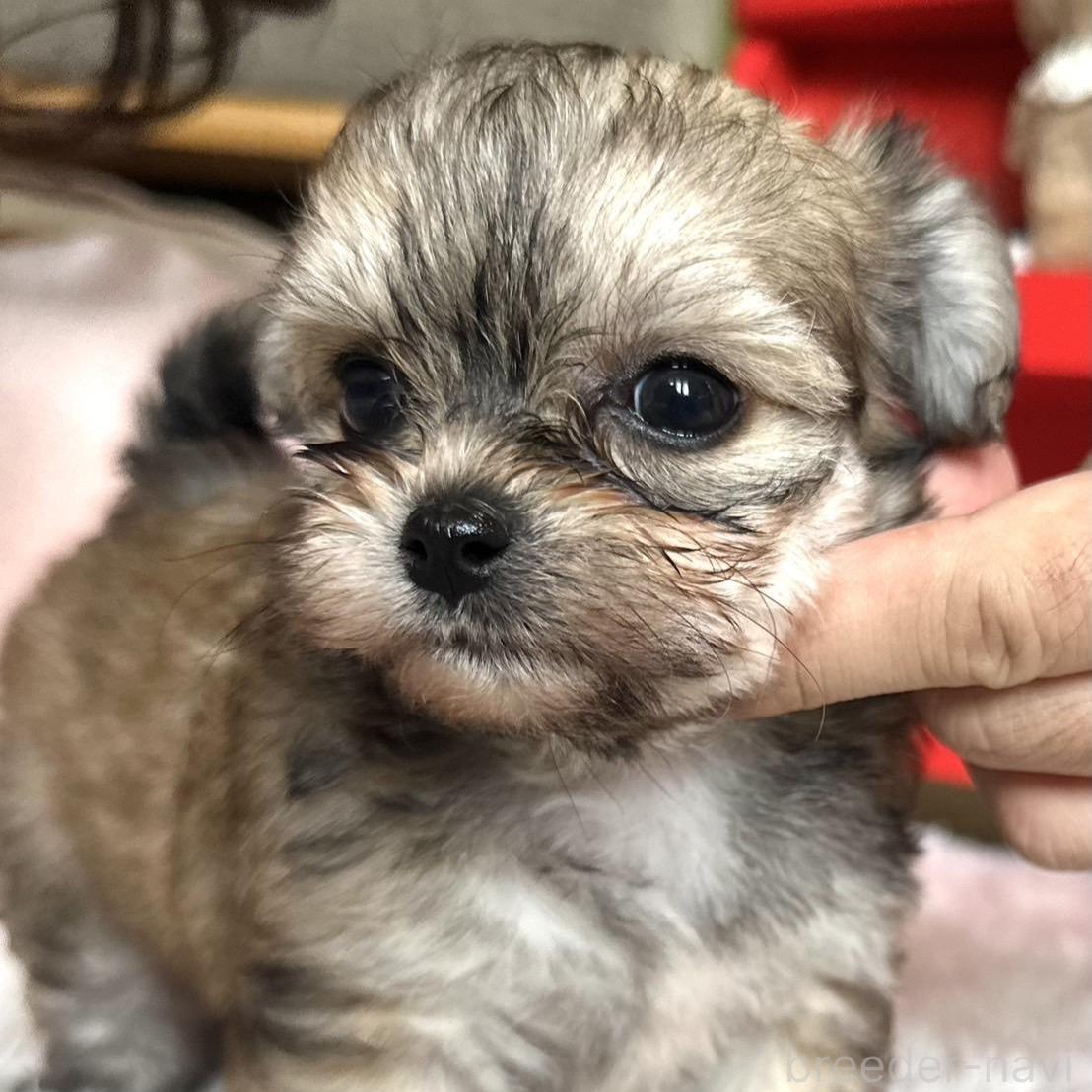 販売中の富山県のミックス犬-396083の5枚目