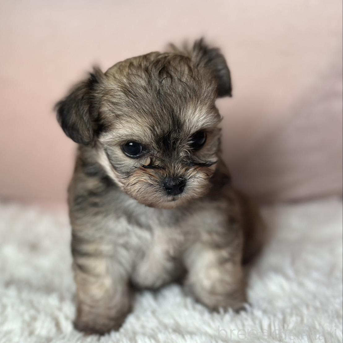 販売中の富山県のミックス犬-396083の4枚目