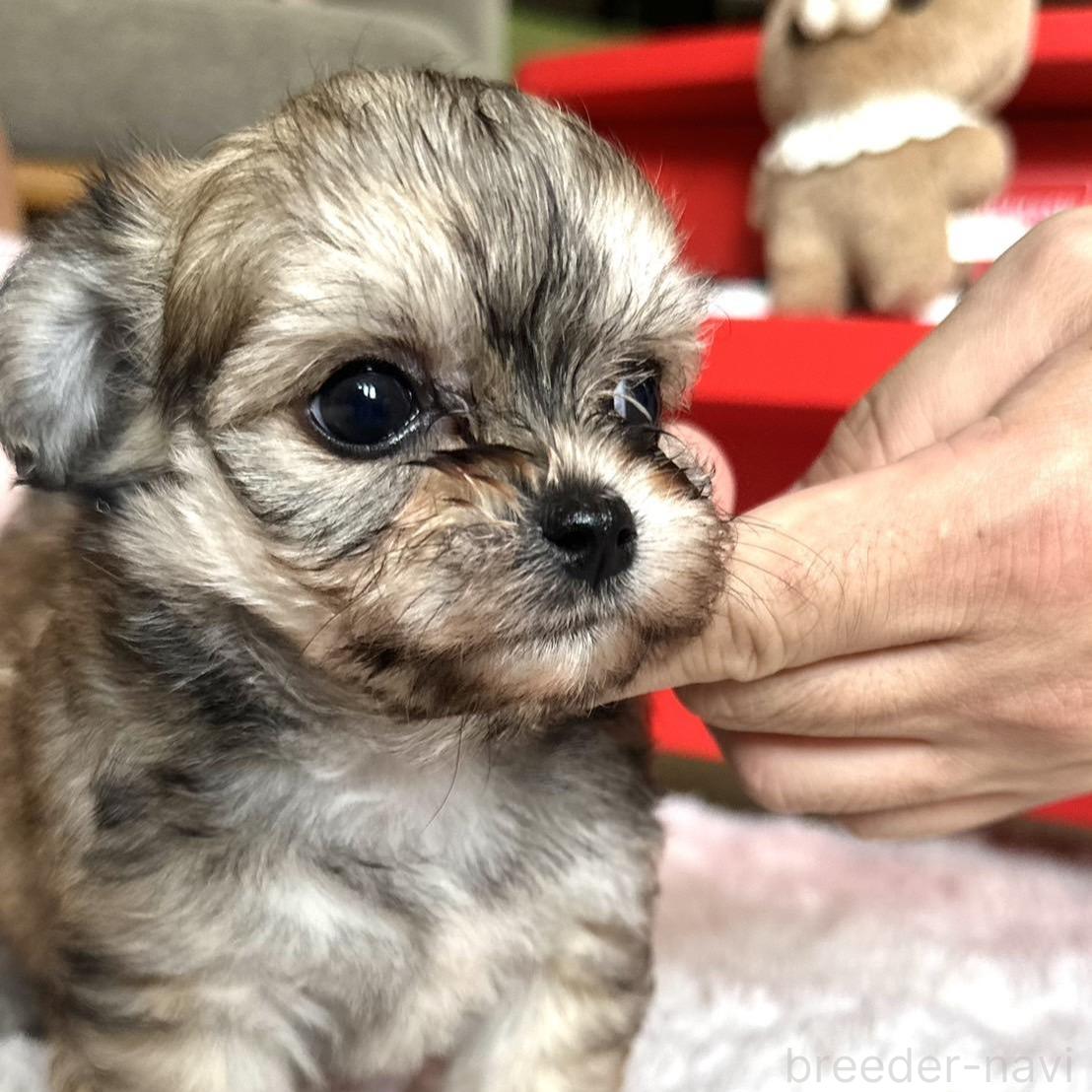 販売中の富山県のミックス犬-396083の2枚目