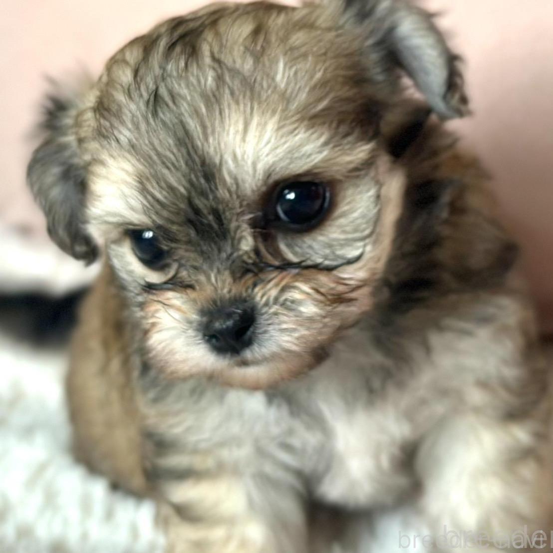 販売中の富山県のミックス犬-396083の1枚目