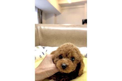 販売中の奈良県のタイニープードル-396085の10枚目