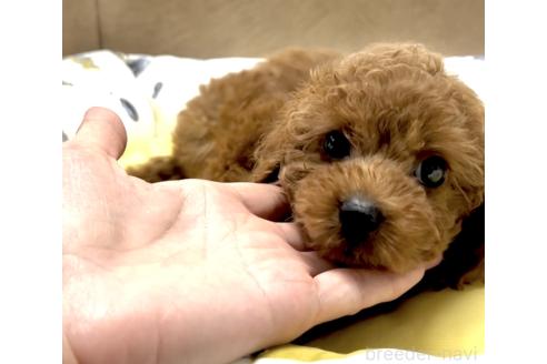 販売中の奈良県のタイニープードル-396085の1枚目