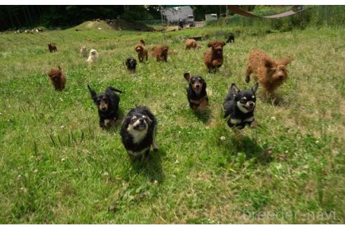 成約済の千葉県のミックス犬-391310の2枚目