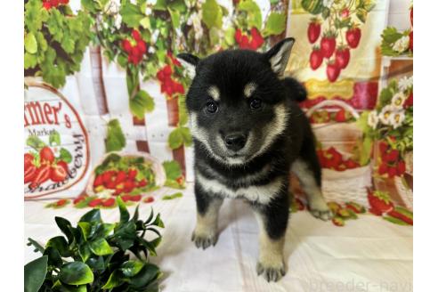 販売中の北海道の柴犬-396092の6枚目