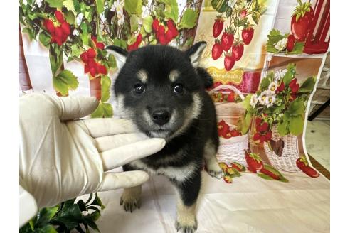販売中の北海道の柴犬-396092の5枚目
