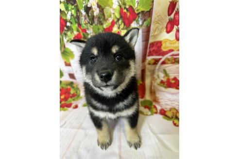 販売中の北海道の柴犬-396092の4枚目