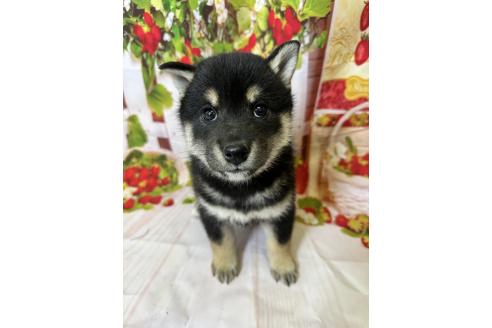 販売中の北海道の柴犬-396092の3枚目