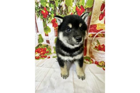 販売中の北海道の柴犬-396092の2枚目