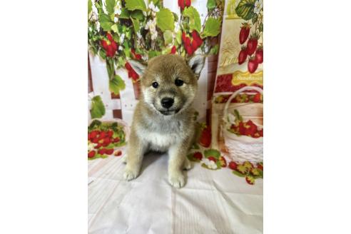販売中の北海道の柴犬-396093の8枚目