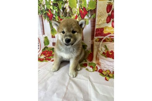 販売中の北海道の柴犬-396093の7枚目