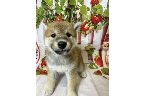 販売中の北海道の柴犬-396093の6枚目