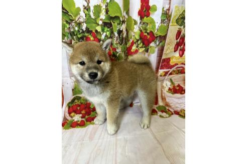 販売中の北海道の柴犬-396093の5枚目