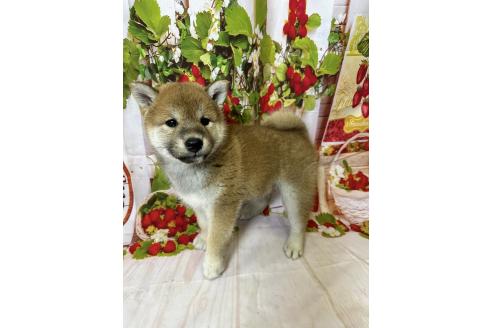販売中の北海道の柴犬-396093の4枚目
