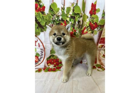 販売中の北海道の柴犬-396093の3枚目