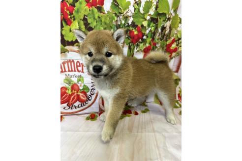販売中の北海道の柴犬-396093の2枚目