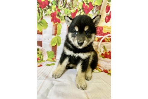 販売中の北海道の柴犬-396096の7枚目