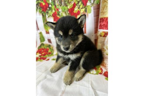 販売中の北海道の柴犬-396096の6枚目