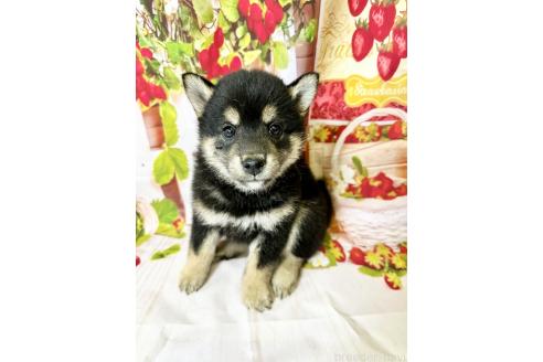 販売中の北海道の柴犬-396096の5枚目