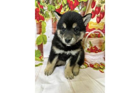 販売中の北海道の柴犬-396096の4枚目