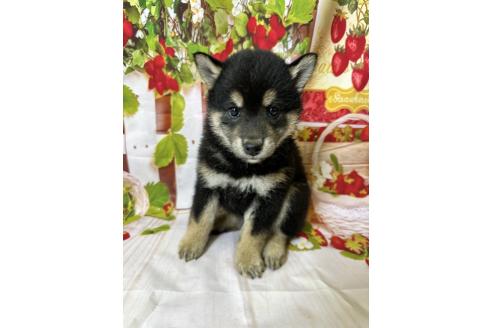 販売中の北海道の柴犬-396096の3枚目