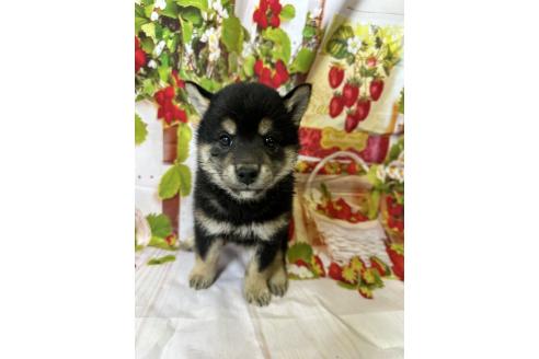 販売中の北海道の柴犬-396096の2枚目