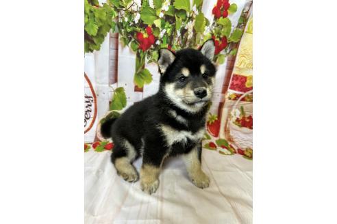 販売中の北海道の柴犬-396099の6枚目
