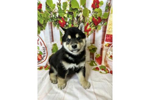 販売中の北海道の柴犬-396099の5枚目