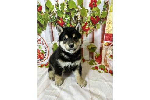 販売中の北海道の柴犬-396099の4枚目