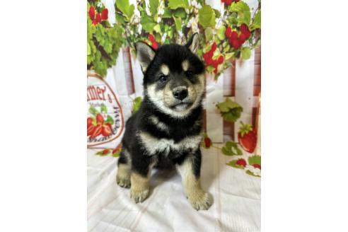 販売中の北海道の柴犬-396099の3枚目