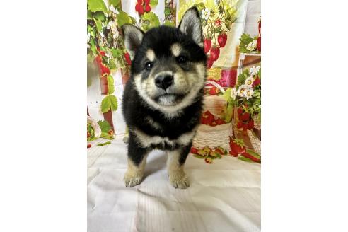 販売中の北海道の柴犬-396099の2枚目