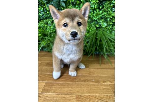 販売中の北海道の柴犬-396101の5枚目