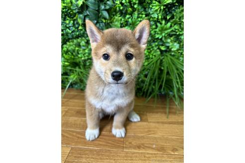 販売中の北海道の柴犬-396101の4枚目