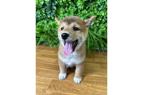 販売中の北海道の柴犬-396101の3枚目
