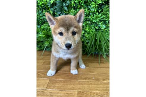 販売中の北海道の柴犬-396101の2枚目