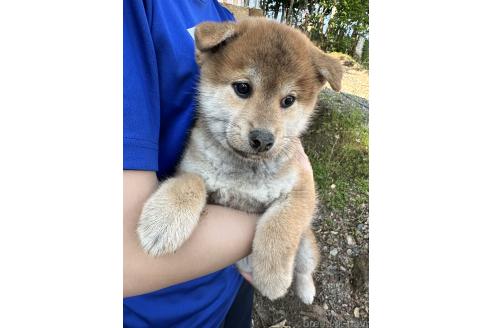 販売中の北海道の柴犬-396103の8枚目