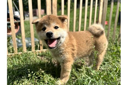 販売中の北海道の柴犬-396103の6枚目