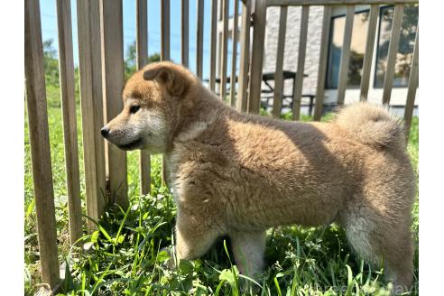 販売中の北海道の柴犬-396103の5枚目