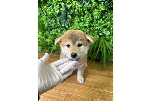 販売中の北海道の柴犬-396103の3枚目